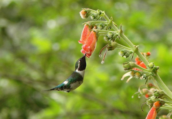 Male Esmeraladas Woodstar (Chaetocercus berlepschi) feeding on flowers of Kohleria spicata 