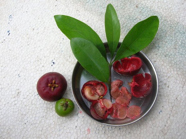 Garcinia indica-fruits, seeds, pulps, rinds and leaves