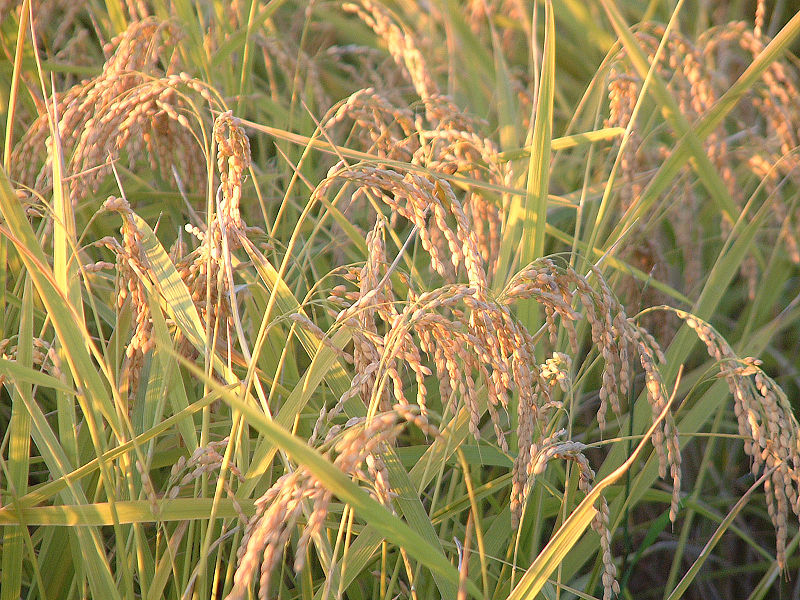 Koshihikari plants with ripe grains