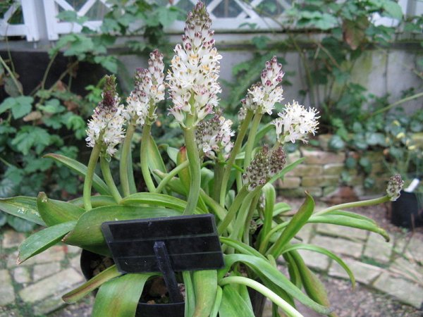 Lachenalia moniliformis