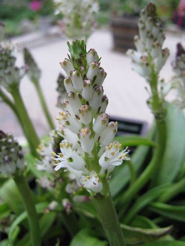 Lachenalia moniliformis