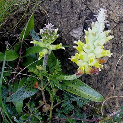 Lachenalia orchioides