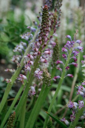 Lachenalia purpureo-caerulea