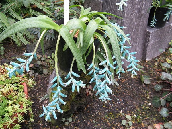 Lachenalia viridiflora