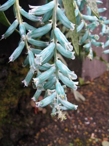 Lachenalia viridiflora