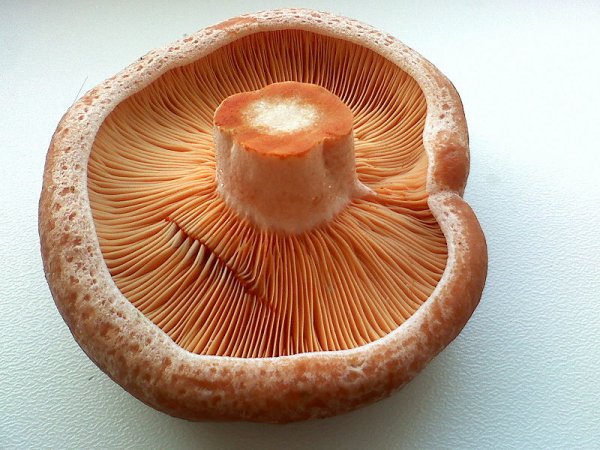 Lactarius deliciosus