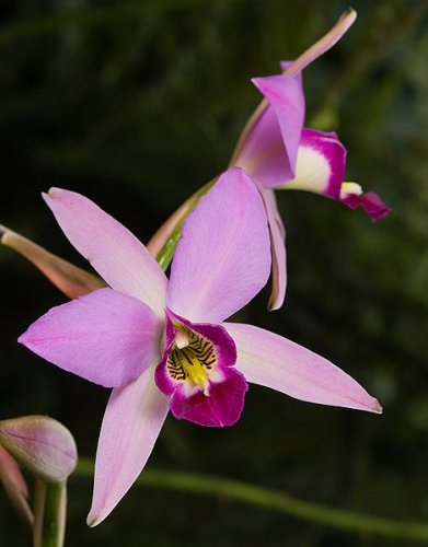 Laelia gouldiana