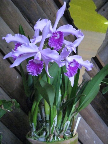 Laelia lobata