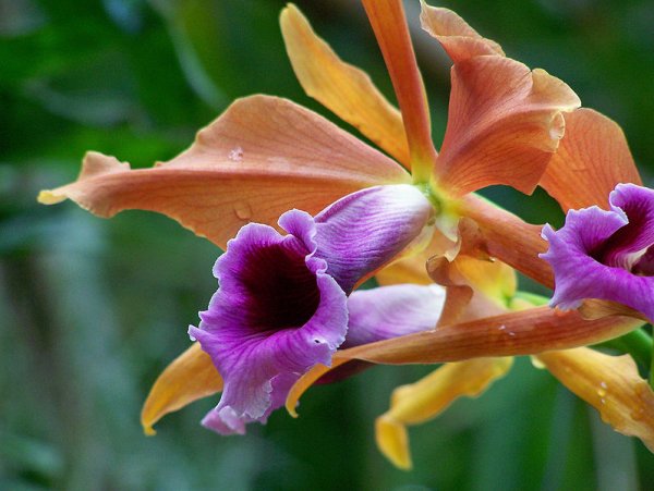 Laelia tenebrosa