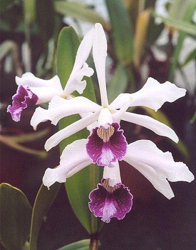 Laelia purpurata