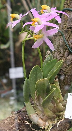 Laelia reginae