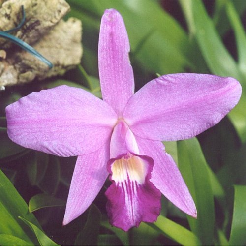 Laelia sincorana