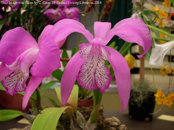 Laelia speciosa