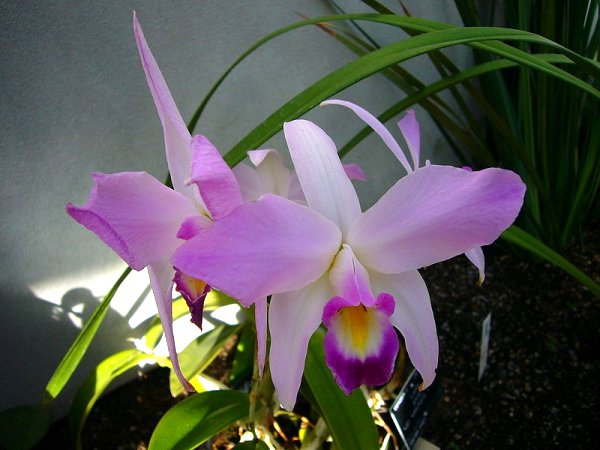 Laelia anceps var. veitchiana