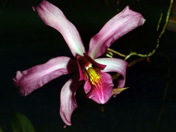 Laelia superbiens