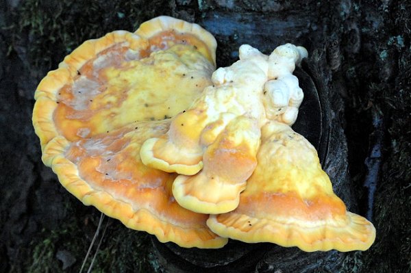 Laetiporus sulphureus