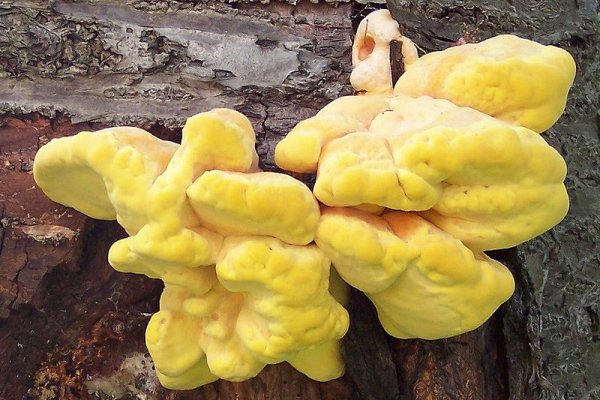 Laetiporus sulphureus