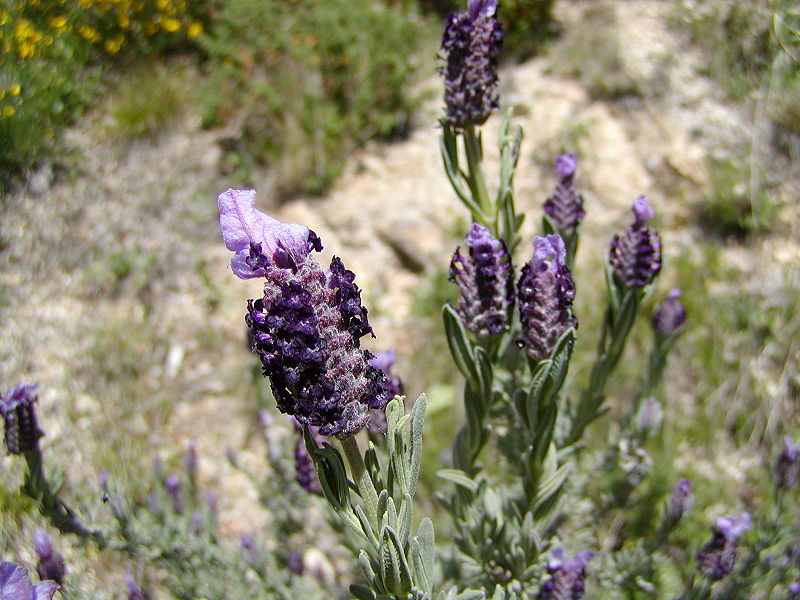 Lavandula stoechas