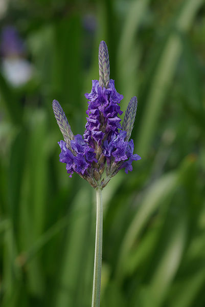 Lavandula multifida