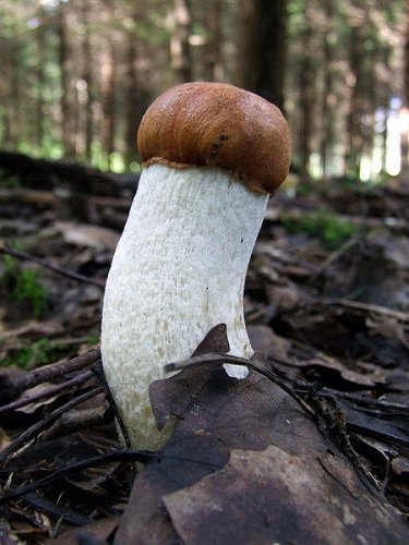 Leccinum aurantiacum