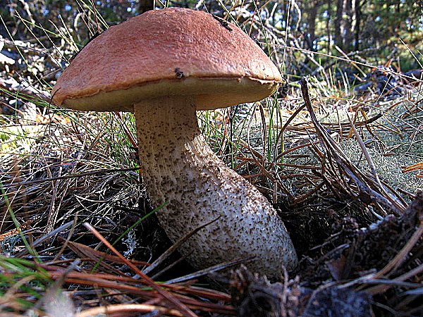 Leccinum aurantiacum