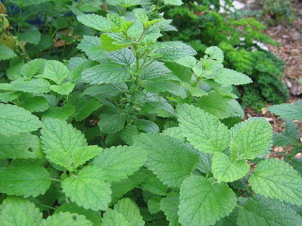 Lemon balm