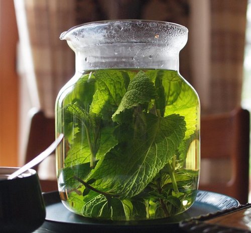 Lemon balm tea