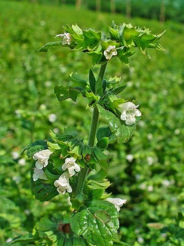 Lemon balm flowers