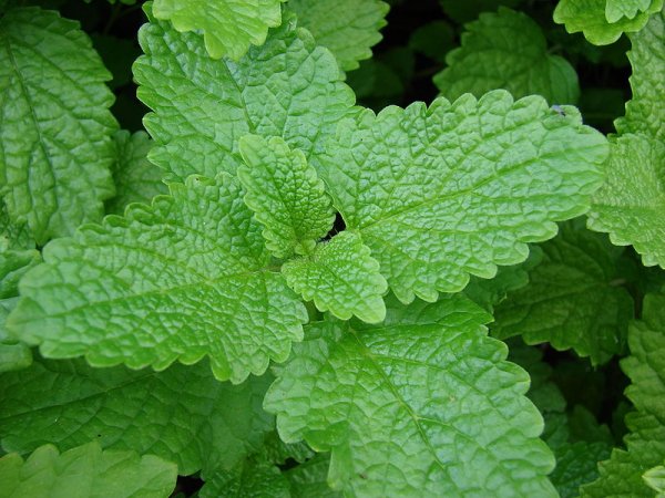 Lemon balm