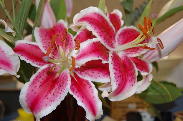 Lilium 'Stargazer'