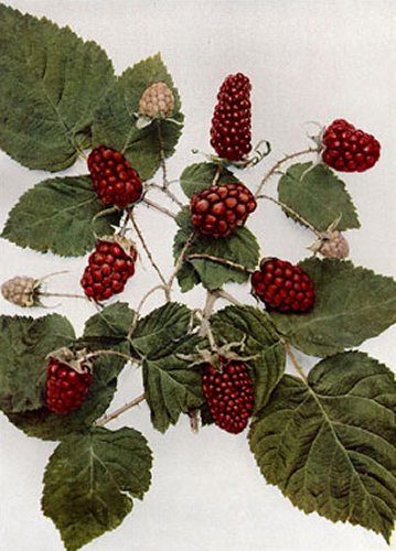 Loganberries