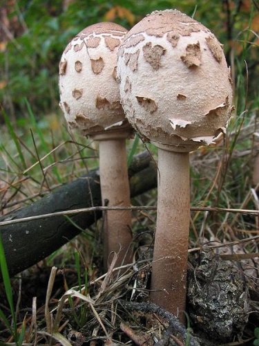 Macrolepiota procera