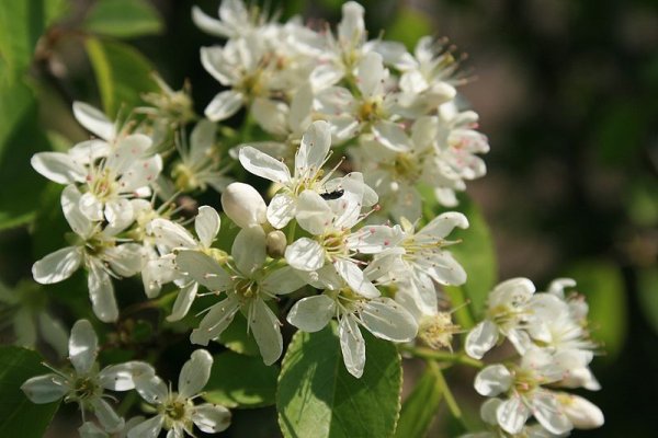 Mahlab flowers