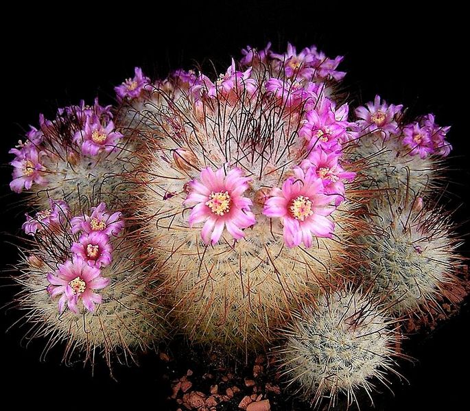 Mammillaria bombycina