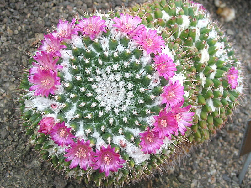 Mammillaria compressa