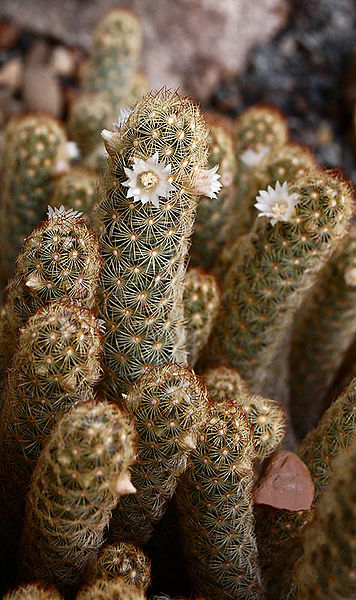 Mammillaria elongata