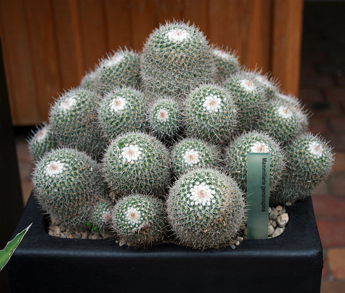 Mammillaria geminispina