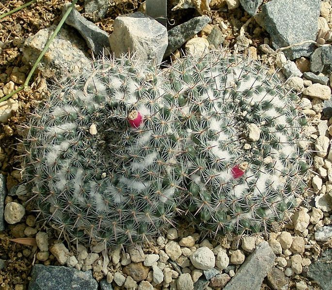 Mammillaria hahniana