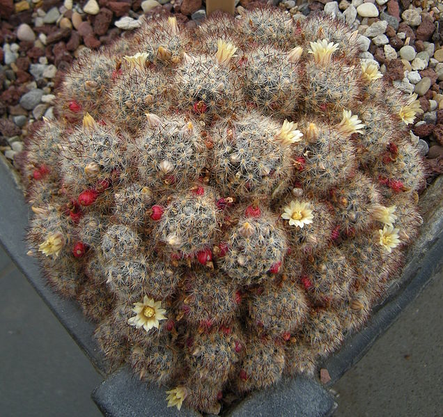 Mammillaria prolifera