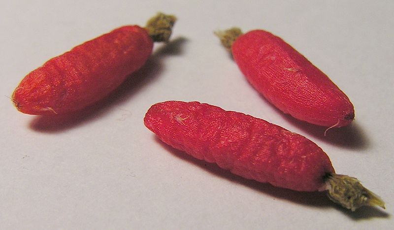 The fruits of Mammillaria prolifera