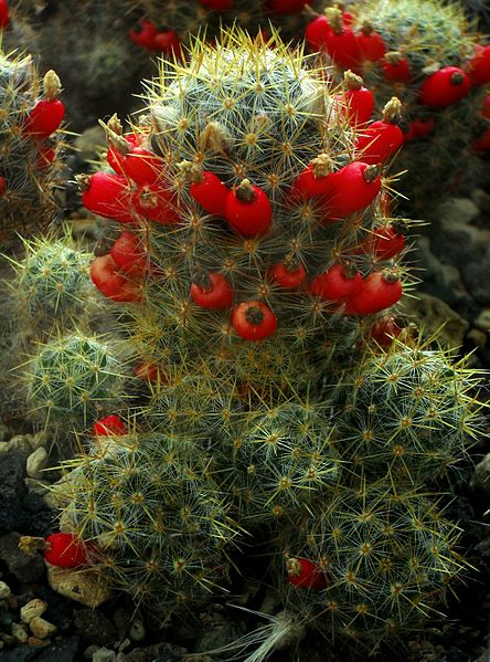 The fruits of Mammillaria prolifera