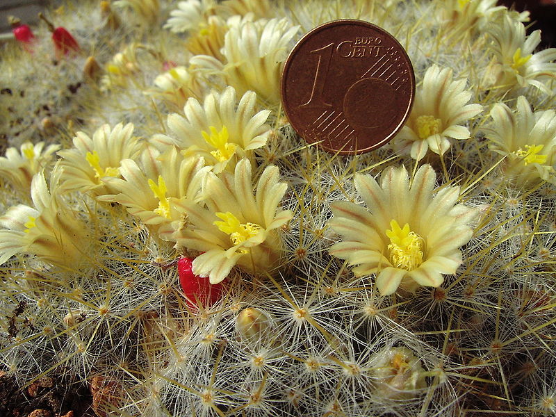 The flowers of Mammillaria prolifera