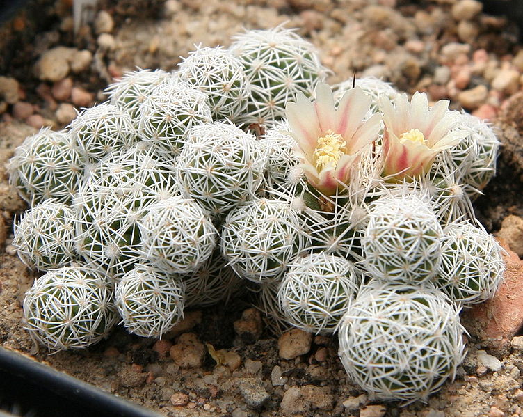 Mammillaria gracilis