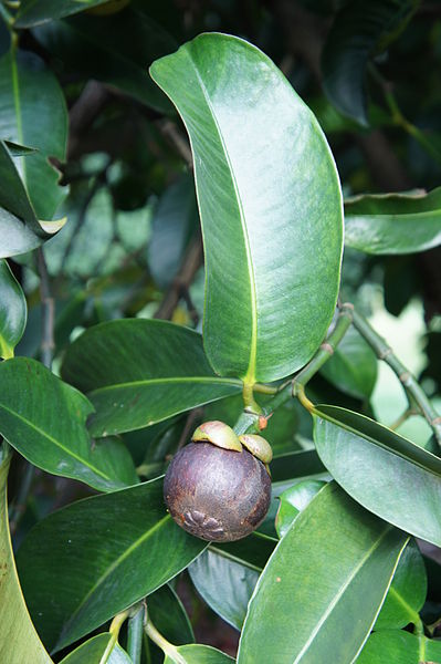 Mangosteen