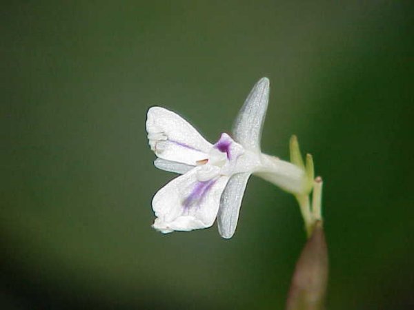 Flower of Maranta leuconeura