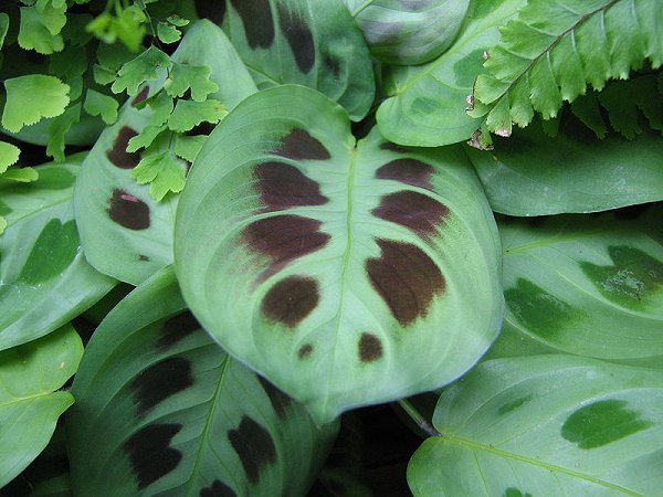 Foliage of Maranta