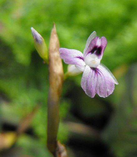 Flower of Maranta leuconeura 'Erythroneura'