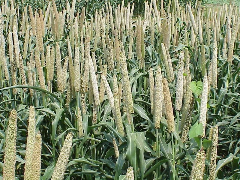 Pearl millet plants