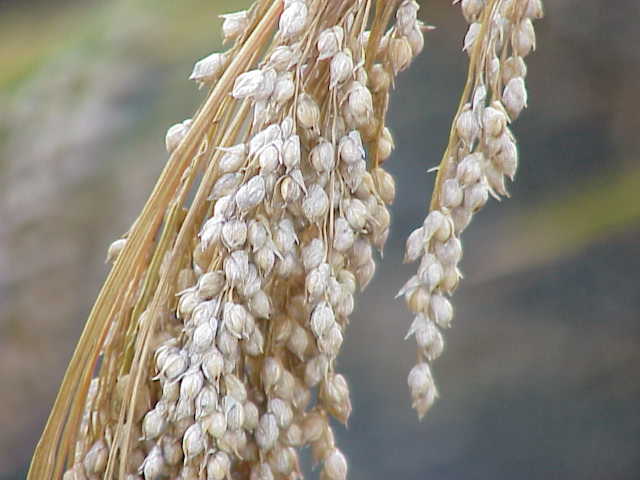 Ripe heads of Proso millet (Panicum miliaceum)