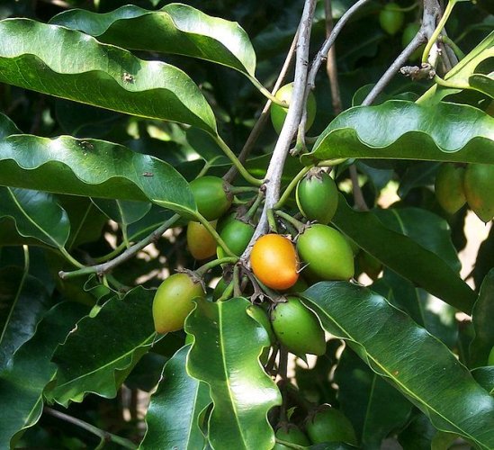 Fruits of Mimusops elengi